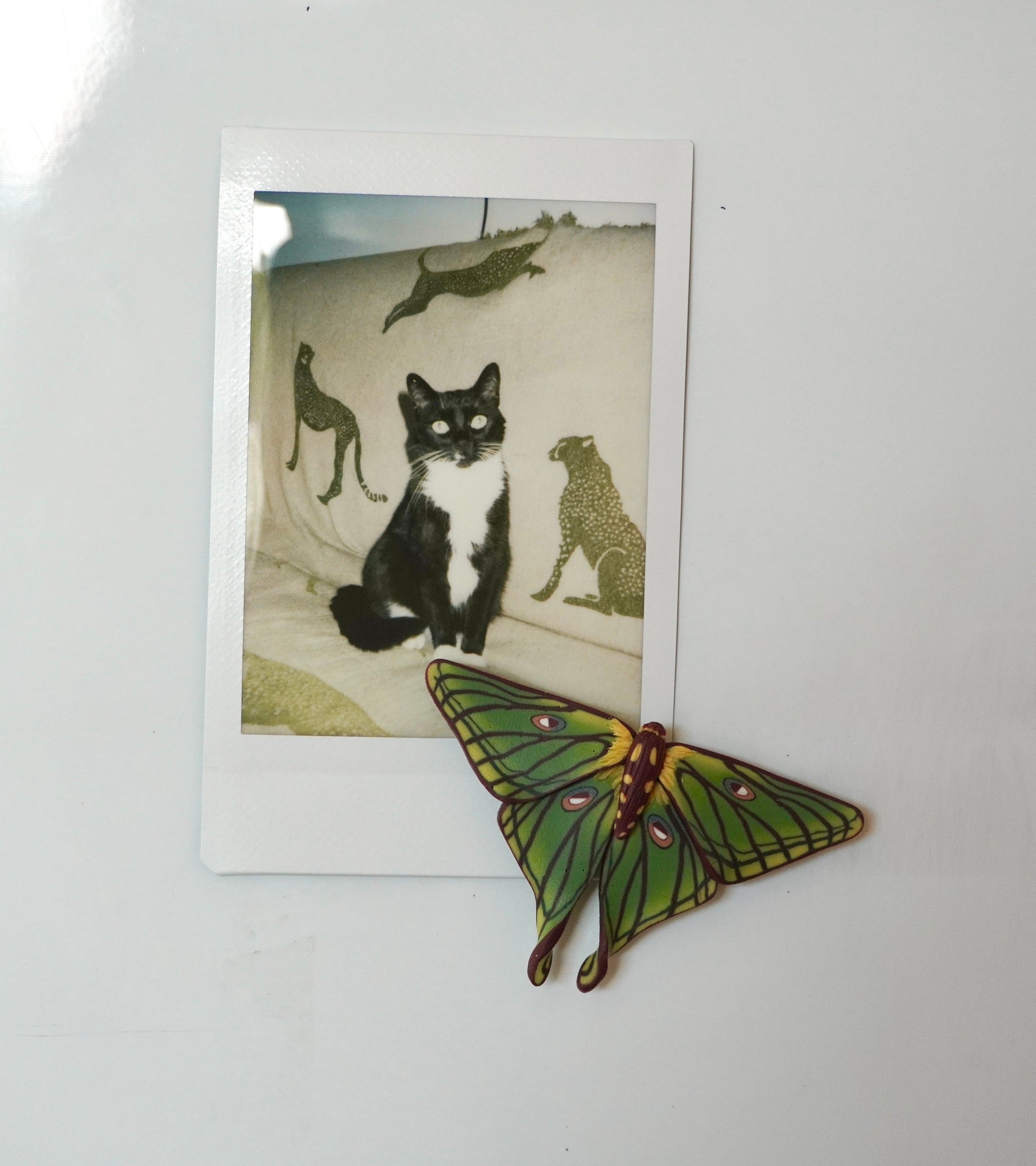 Spanish Moon Moth Magnet