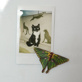 Spanish Moon Moth Magnet