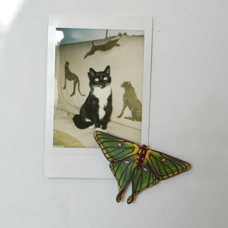 Spanish Moon Moth Magnet