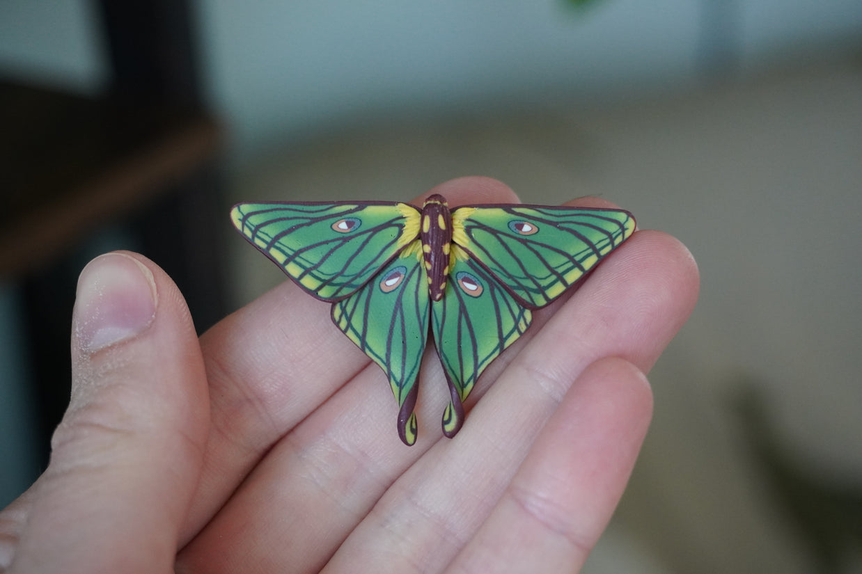 Spanish Moon Moth Magnet