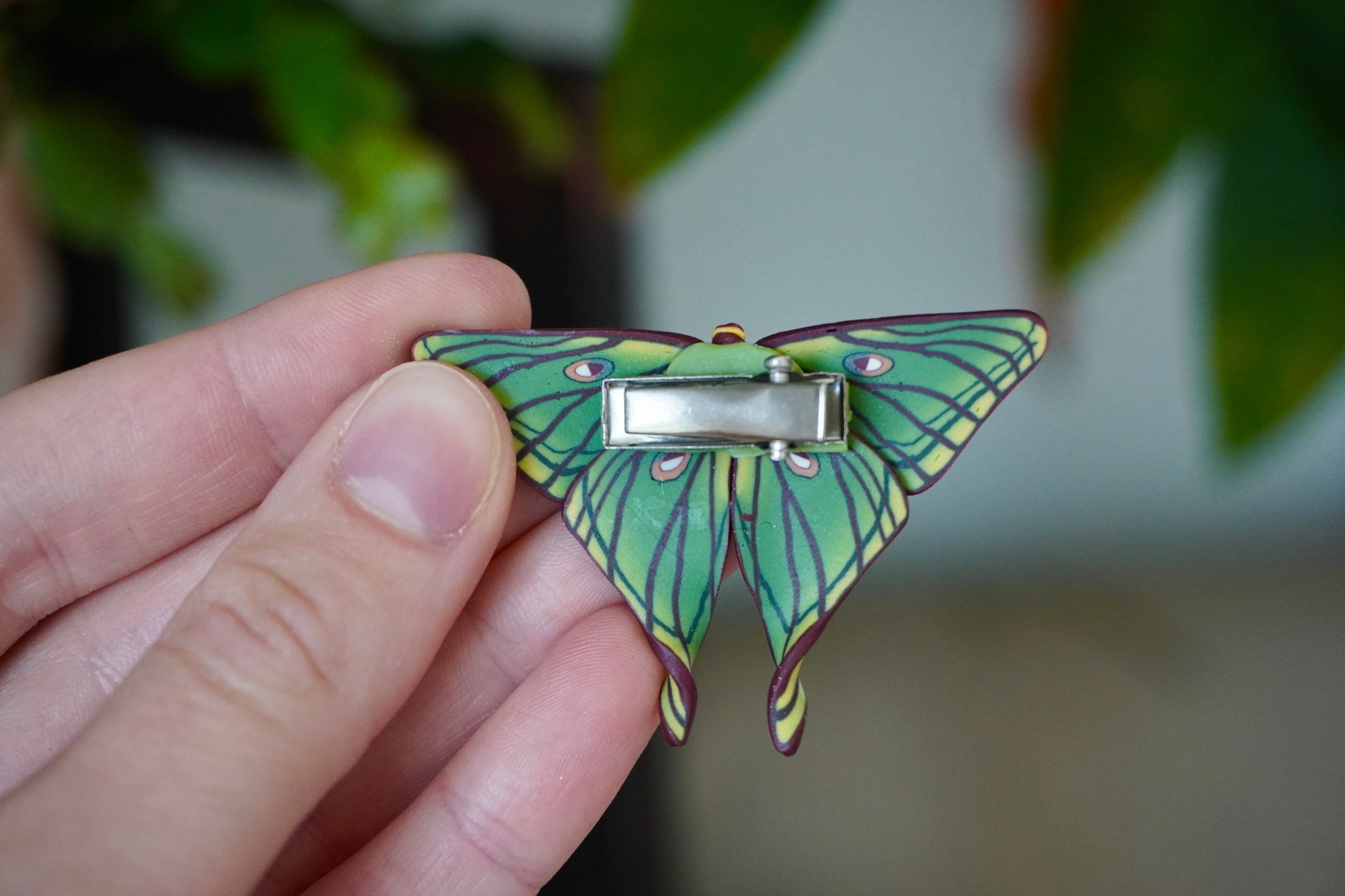 Spanish Moon Moth Clip
