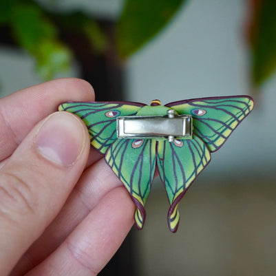 Spanish Moon Moth Clip