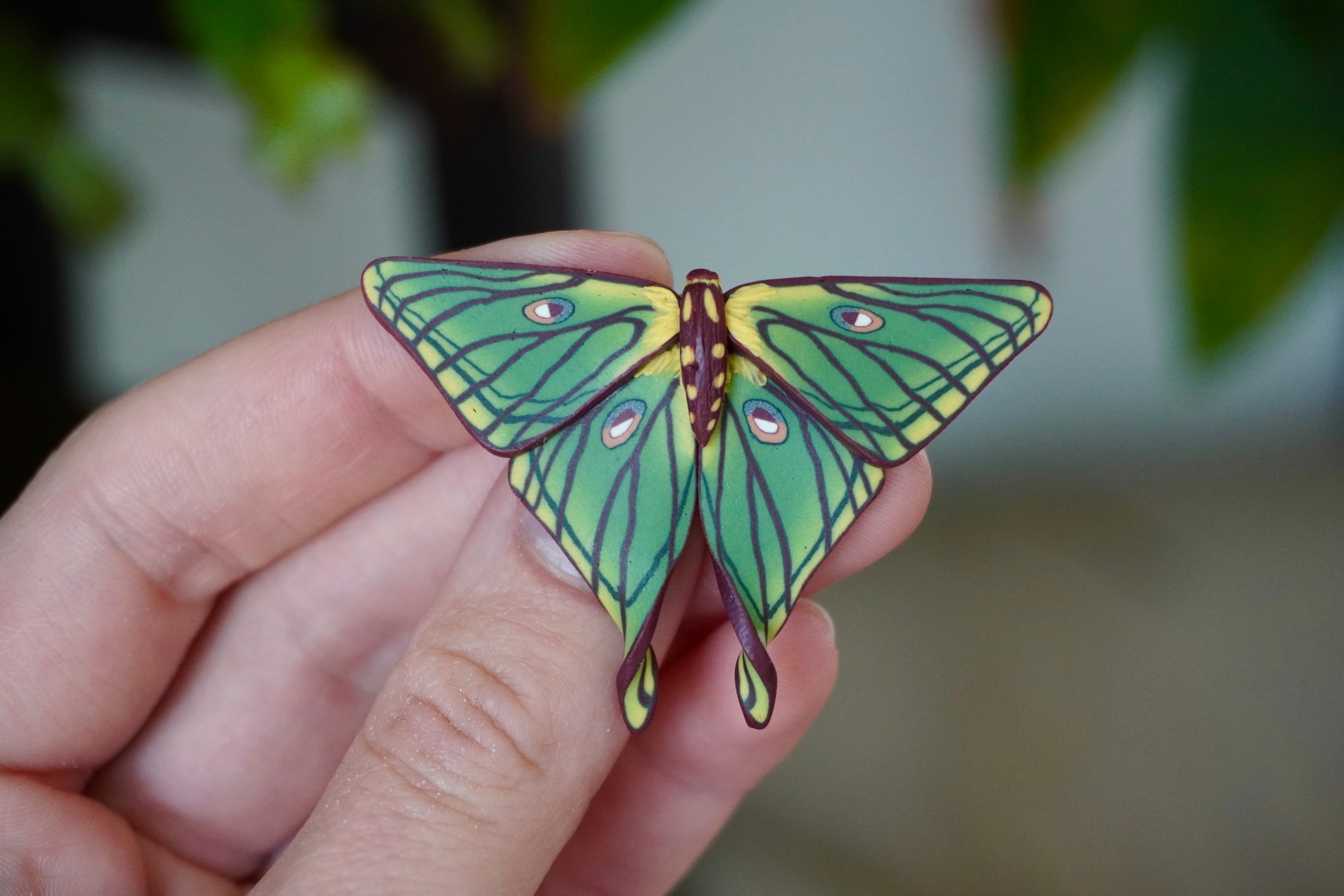 Spanish Moon Moth Clip