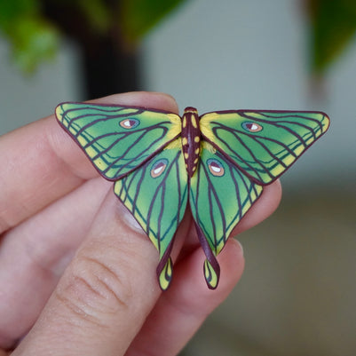 Spanish Moon Moth Clip