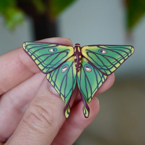Spanish Moon Moth Clip